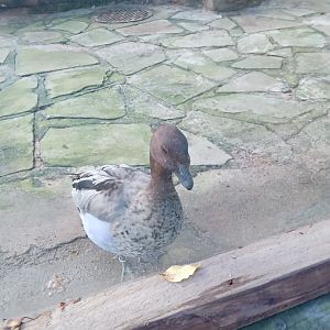 Australian Wood Duck