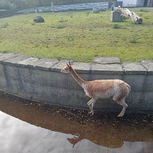 Vicuna