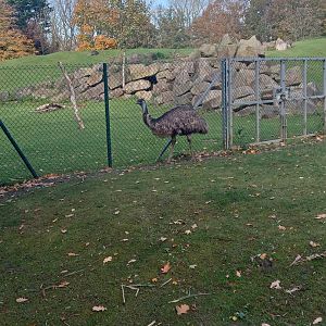 Emu