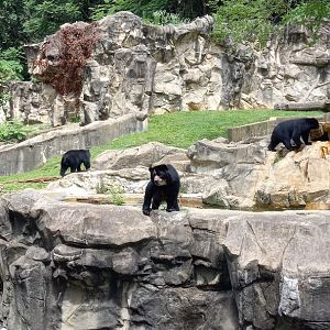 Andean Bears