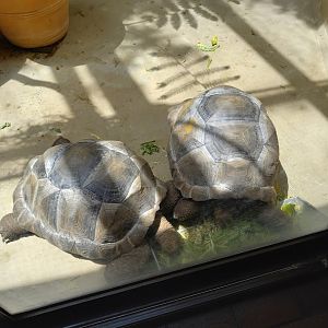 Aldabra Tortoise