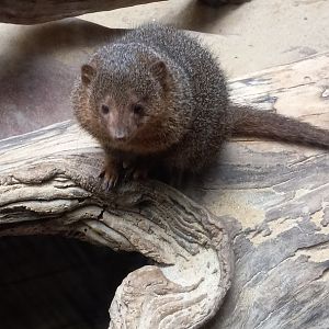 Dwarf Mongoose