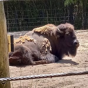 American Bison