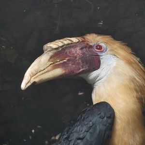 Male Papuan Hornbill - 21.10.24