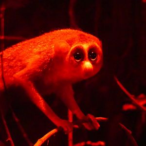 Northern Dry Zone Slender Loris - 21.10.24