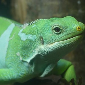 Fijian Banded Iguana - 21.10.24