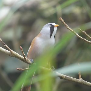 Male Bearded Tit - 21.10.24