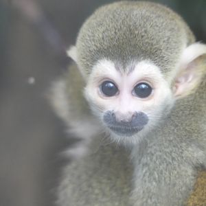 Baby Squirrel Monkey - 21.10.24