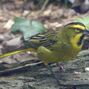 Male Yellow Cardinal - 21.10.24