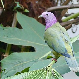Pink Headed Fruit Dove - 21.10.24
