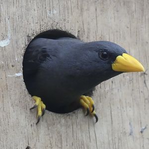 Grosbeak Starling - 21.10.24