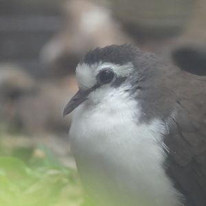 Male Tambourine Dove - 21.10.24