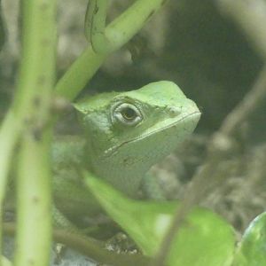 Serrated Casquehead Iguana - 21.10.24