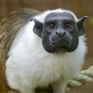 Pied Tamarin - 21.10.24