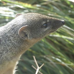 Northern Narrow Striped Boky - 21.10.24