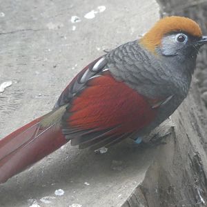 Red Tailed Laughingthrush - 21.10.24