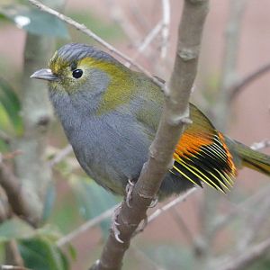 Male Grey Cheeked Liocichla - 21.10.24