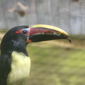Male Green Aracari - 21.10.24