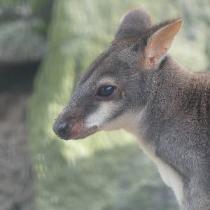 Dusky Pademelon - 21.10.24