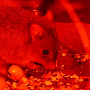 Brush Tailed Bettong - 21.10.24