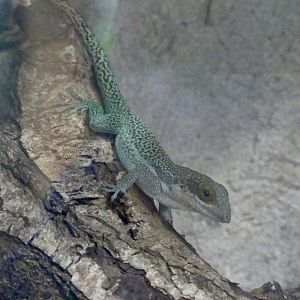 Antigua Anole - 21.10.24