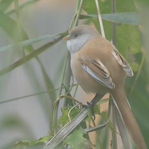 Female Bearded Tit - 21.10.24