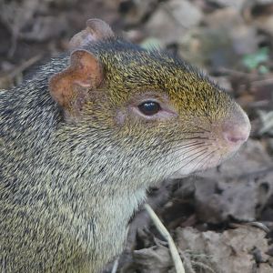 Azara’s Agouti - 21.10.24