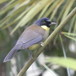 Blue Crowned Laughingthrush - 21.10.24
