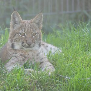 Carpathian Lynx cub - 21.10.24