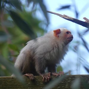 Silvery Marmoset - 21.10.24