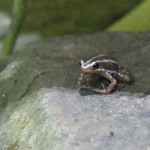 Antony’s Poison Dart Frog - 21.10.24