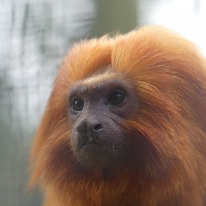 Golden Lion Tamarin - 21.10.24