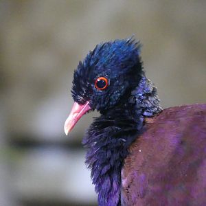 Green Naped Pheasant Pigeon - 21.10.24