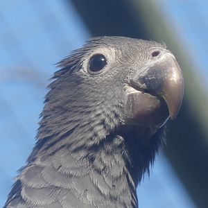 Greater Vasa Parrot - 21.10.24