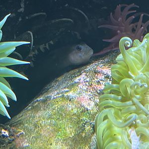 Goby ID