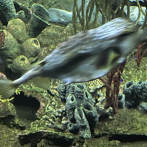 Cowfish/Trunkfish ID