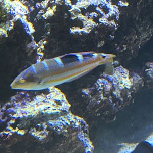 Wrasse ID