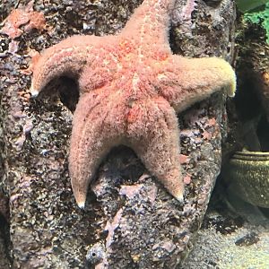 Starfish ID