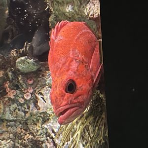 Rockfish ID
