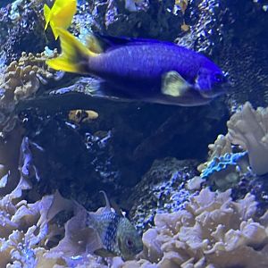 Damselfish(?) ID
