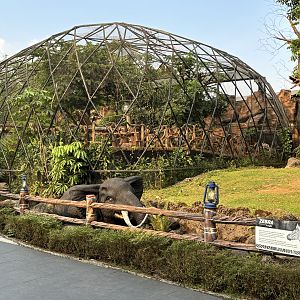 Plains Zebra + Ring-tailed Lemur Exhibits - Royal Safari Garden Resort