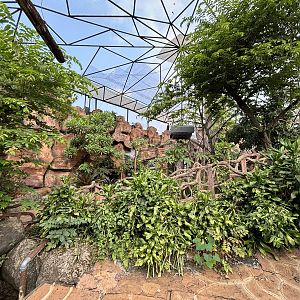 Ring-tailed Lemur Exhibit - Royal Safari Garden Resort