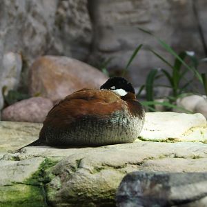 Ruddy Duck