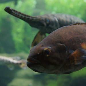 Smallmouth Bass & Longnose Gar