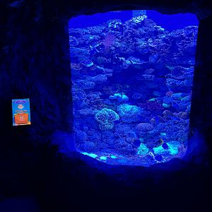 Small Coral Reef Tank - BXSea Aquarium