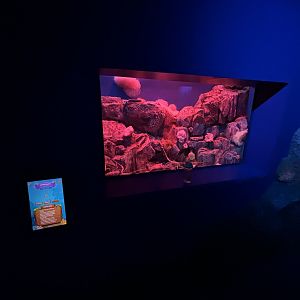 Lobster Tank - BXSea Aquarium