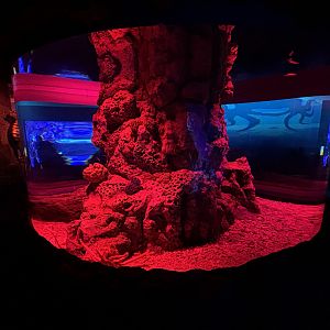 Japanese Spider Crab Exhibit - BXSea Aquarium