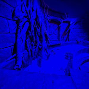 Cownose Ray Exhibit - BXSea Aquarium