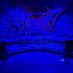 Cownose Ray Exhibit - BXSea Aquarium