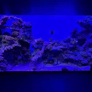 Lionfish Exhibit - BXSea Aquarium